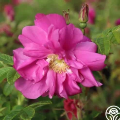 Raspberry Rugostar®