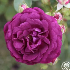 Romantic Bouquet Collection