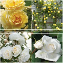 Romantic Climber Collection II