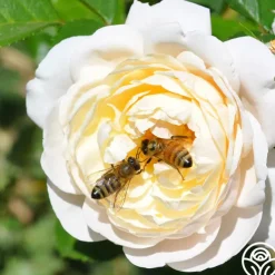 Romantic Climber Collection II