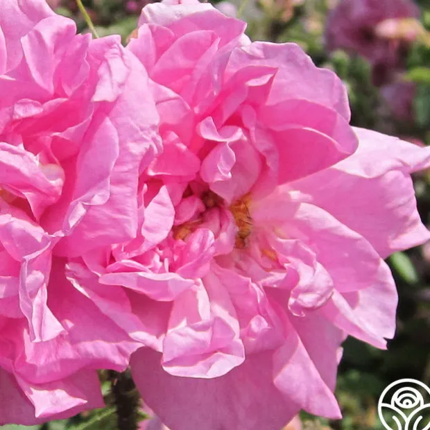 Rosa Damascena Semperflorens (Autumn Damask)