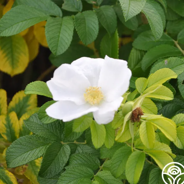 Rosa Rugosa Alba