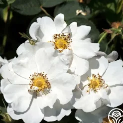 Rosa Rugosa Alba Plena