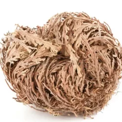 Rose of Jericho