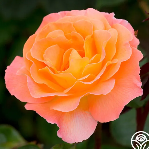 Rosemary Harkness™