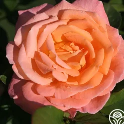 Rosemary Harkness™