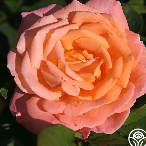 Rosemary Harkness™