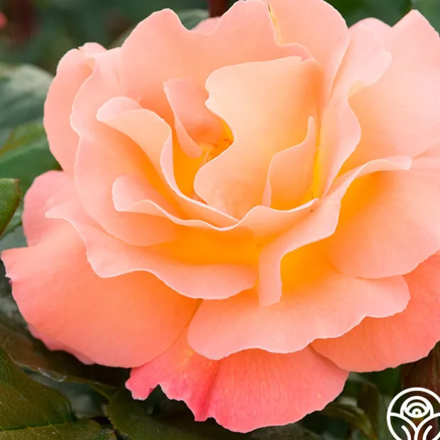 Rosemary Harkness™