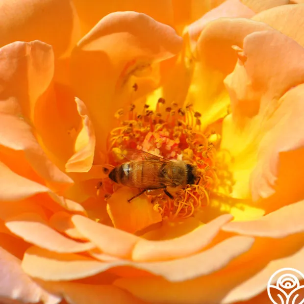 Rosemary Harkness™