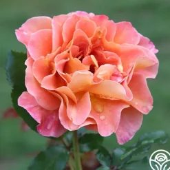 Rosie the Riveter™