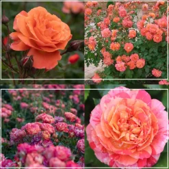 Shade-Tolerant Collection