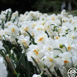 Sir Winston Churchill