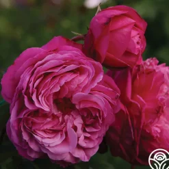 Sister Emmanuelle™