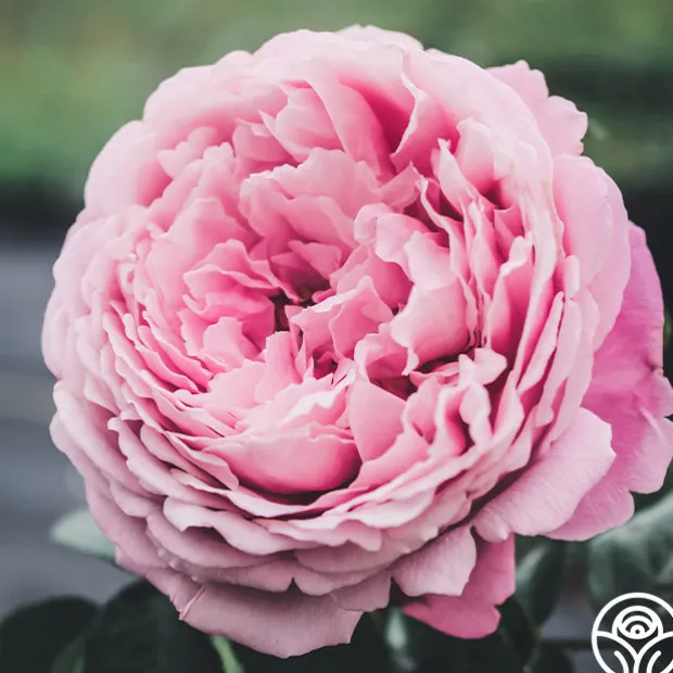 Sister Emmanuelle™