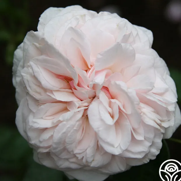 Souvenir de La Malmaison