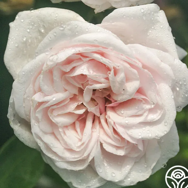 Souvenir de La Malmaison