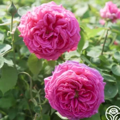 Souvenir du Président Lincoln