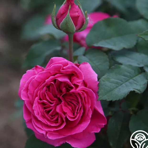 Souvenir du Président Lincoln