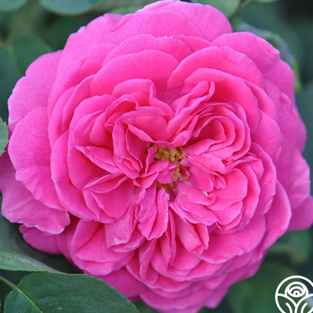 Souvenir du Président Lincoln