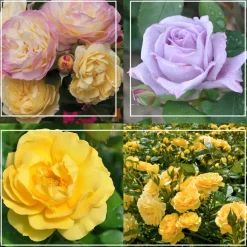 Spring Color Bouquet Collection