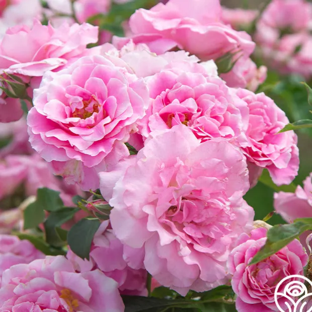 St. Elisabeth of Hungary