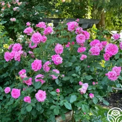 St. Elisabeth of Hungary