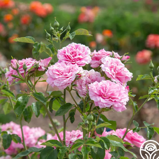 St. Elisabeth of Hungary