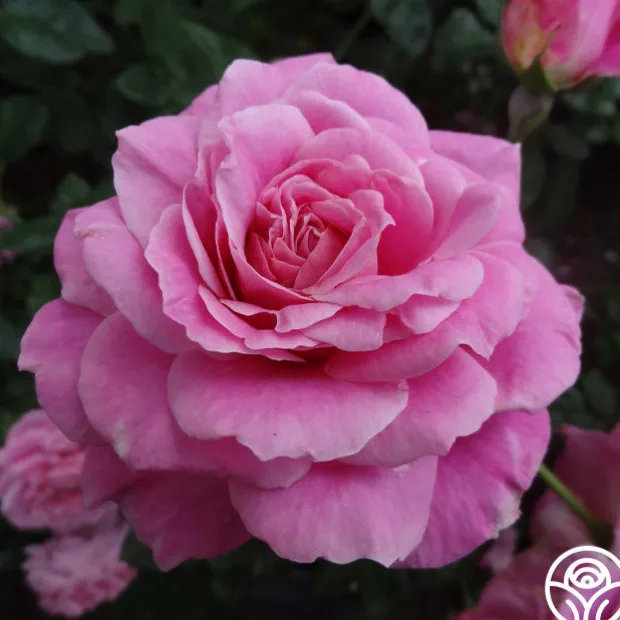 St. Elisabeth of Hungary