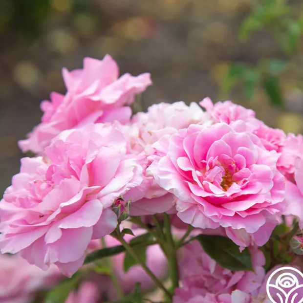 St. Elisabeth of Hungary