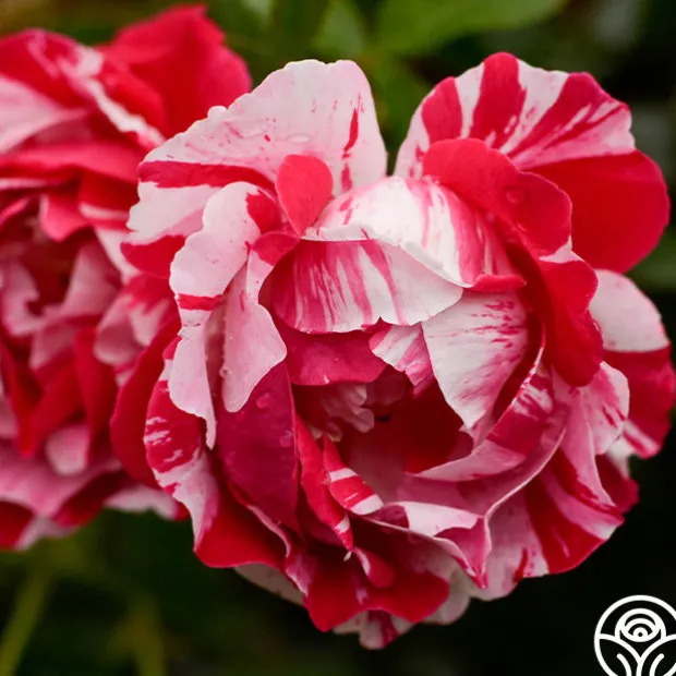 Stars 'n' Stripes Forever™