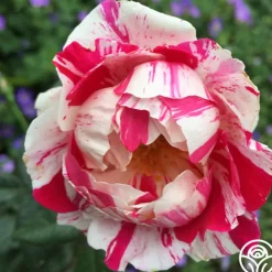 Stars 'n' Stripes Forever™