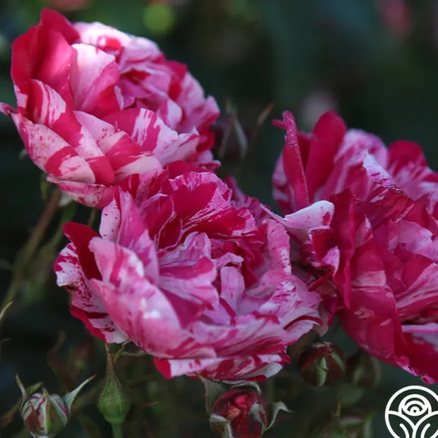 Stars 'n' Stripes Forever™