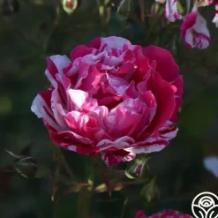 Stars 'n' Stripes Forever™