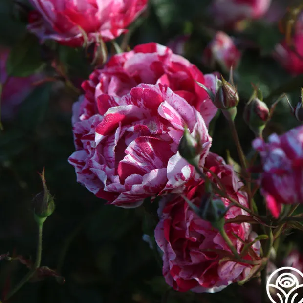 Stars 'n' Stripes Forever™