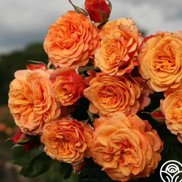 Sunbelt® Crazy Love™