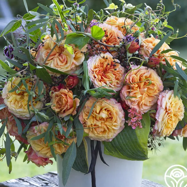 Sunbelt® Crazy Love™