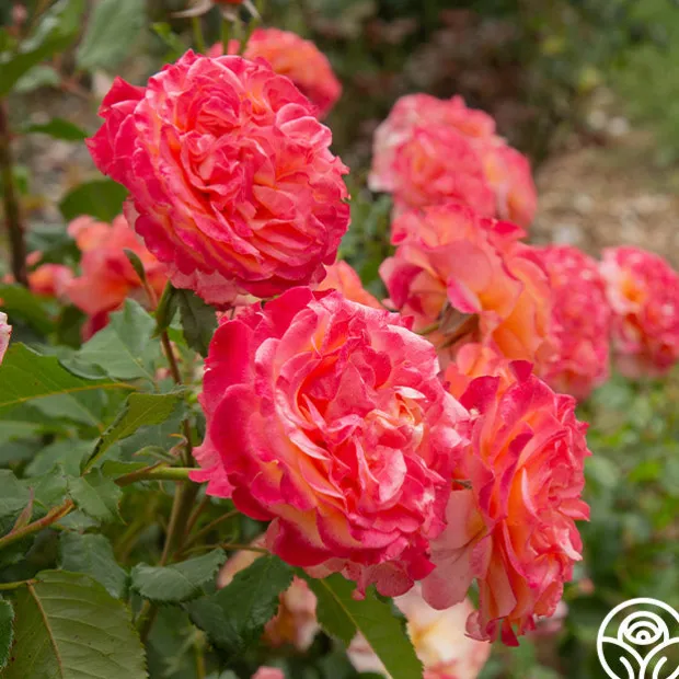 Sunbelt® Crazy Love™