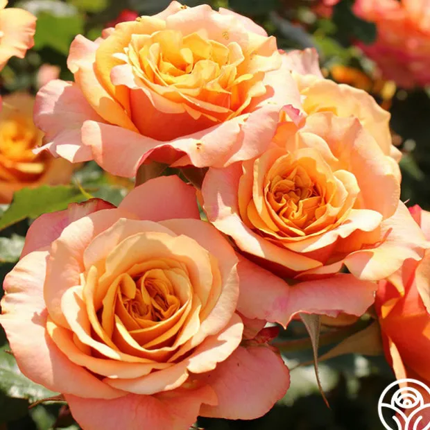 Sunbelt® Crazy Love™