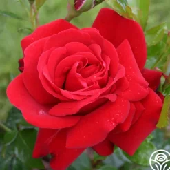 Sunbelt® Desmond Tutu