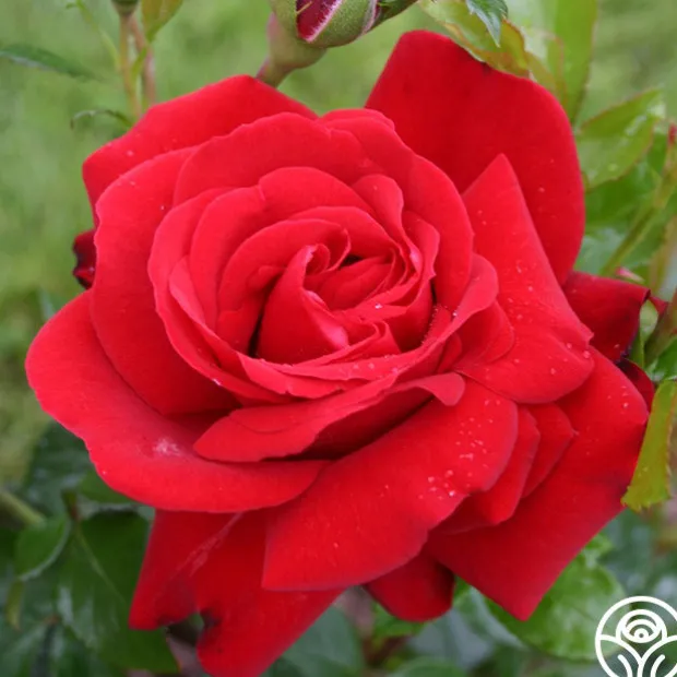 Sunbelt® Desmond Tutu