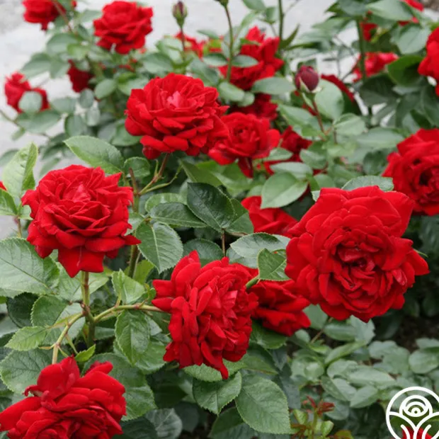 Sunbelt® Desmond Tutu