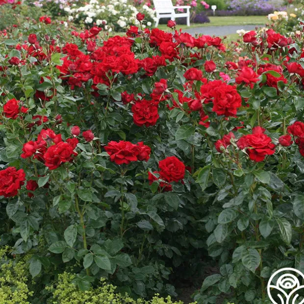 Sunbelt® Desmond Tutu