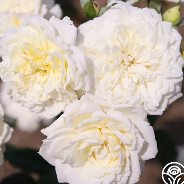 Sunbelt® Polar Express