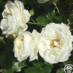 Sunbelt® Polar Express