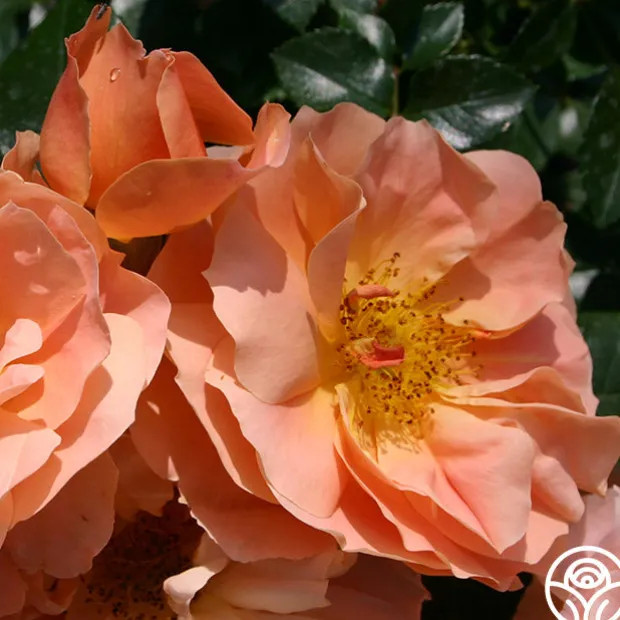 Sunbelt® Sierra Lady™