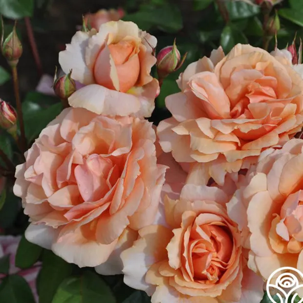 Sunbelt® Soul Sister™