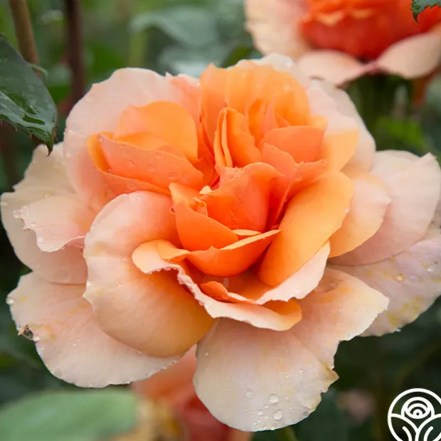 Sunbelt® Soul Sister™