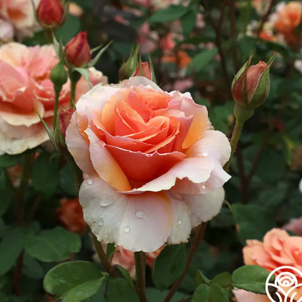 Sunbelt® Soul Sister™