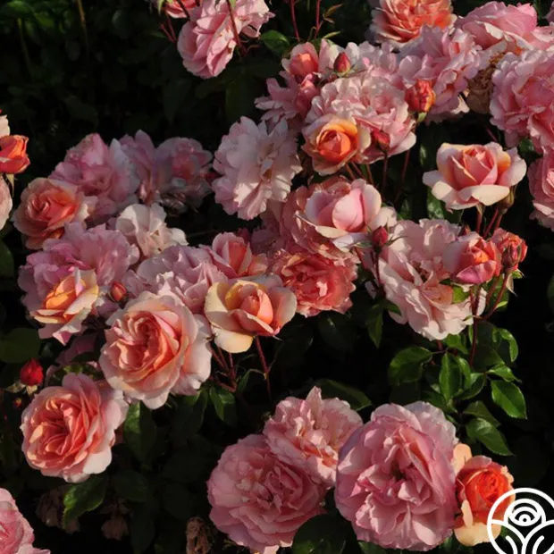 Sunbelt® Soul Sister™