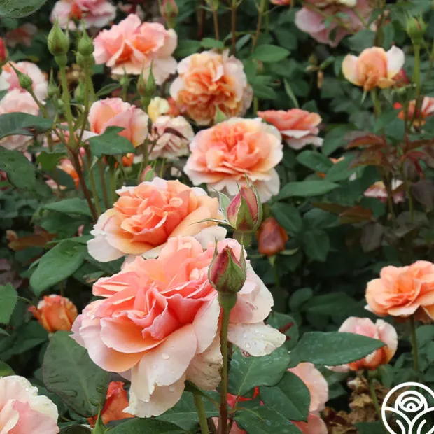 Sunbelt® Soul Sister™